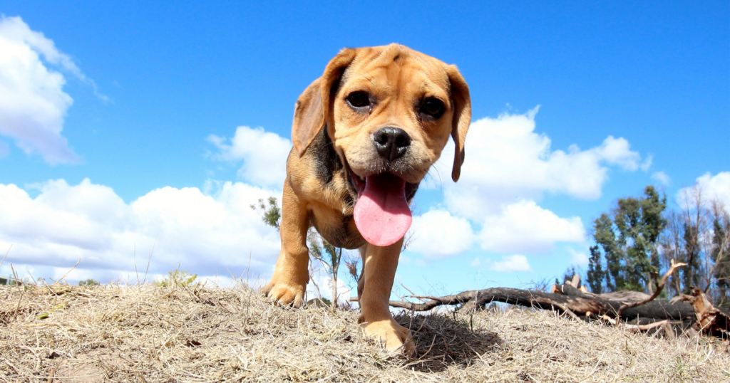 mixed breed dogs