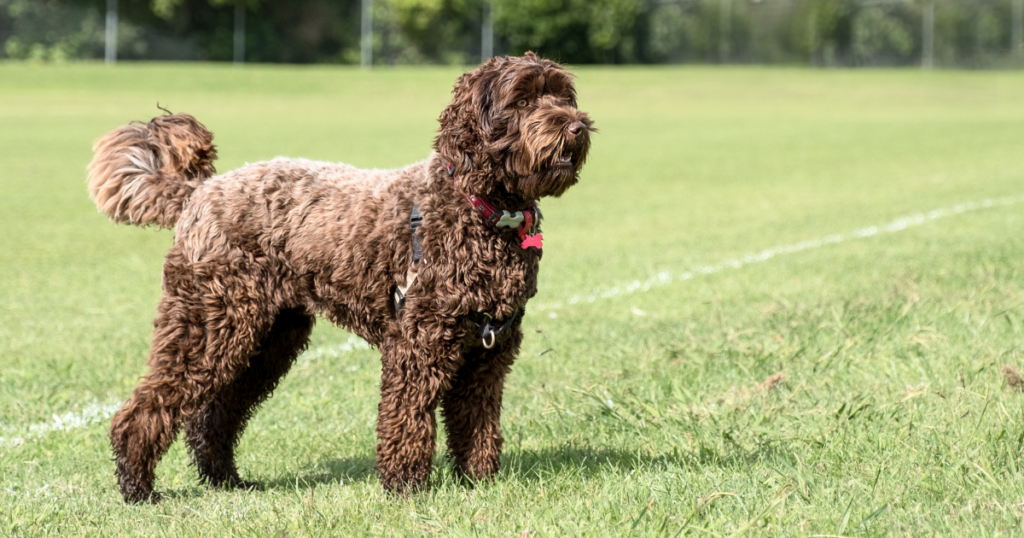 mixed breed dogs