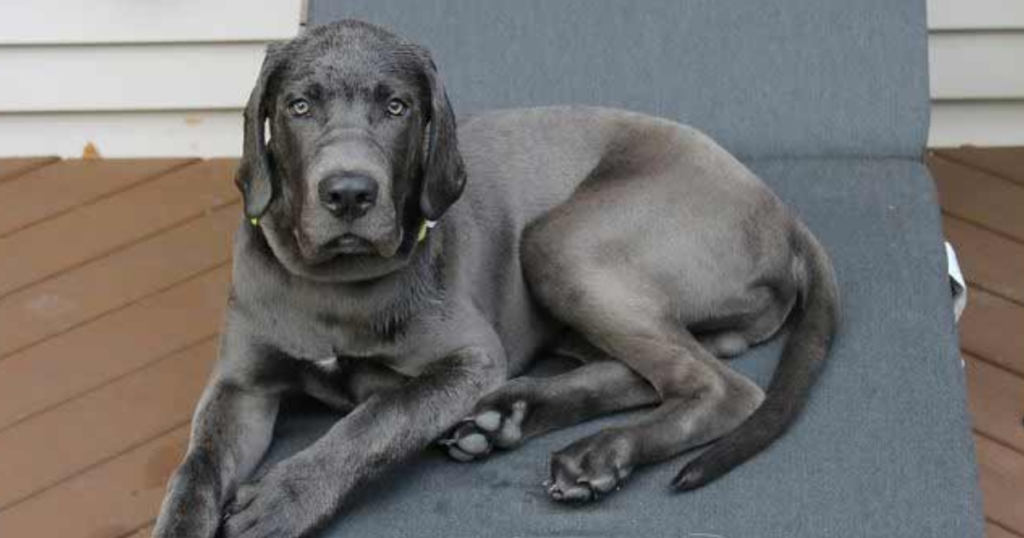 mixed breed dogs