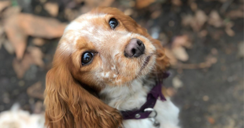 mixed breed dogs