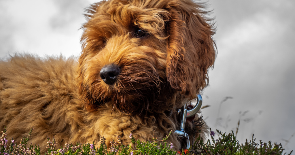 mixed breed dogs