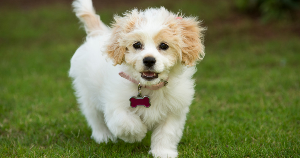 mixed breed dogs