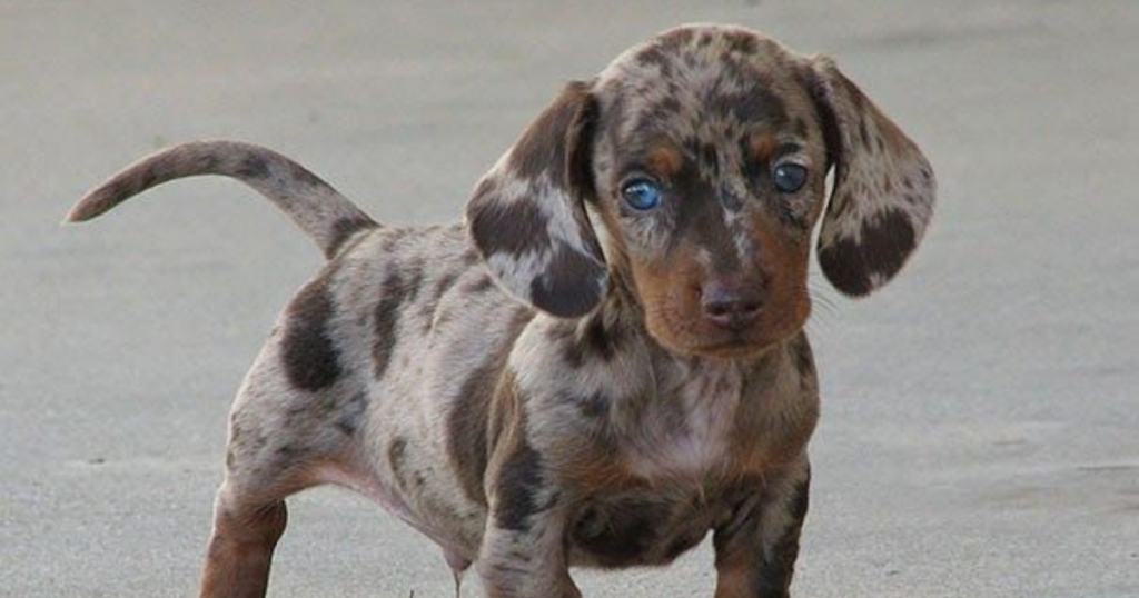 mixed breed dogs