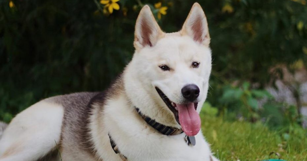 mixed breed dogs