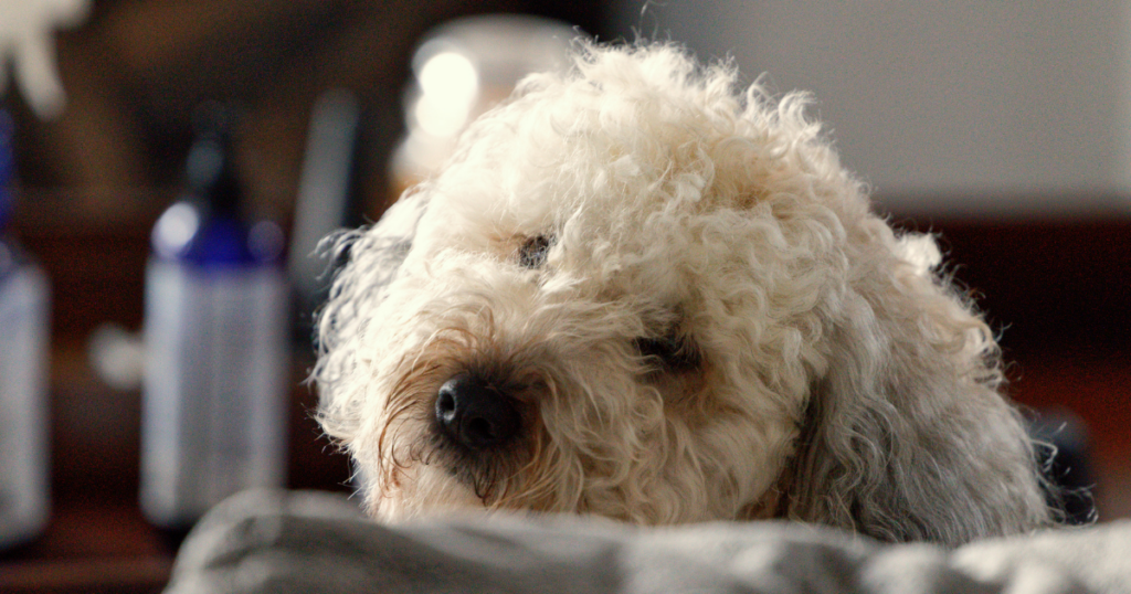 mixed breed dogs