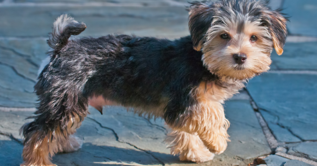 mixed breed dogs