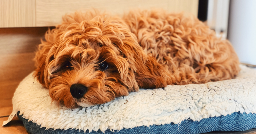 mixed breed dogs