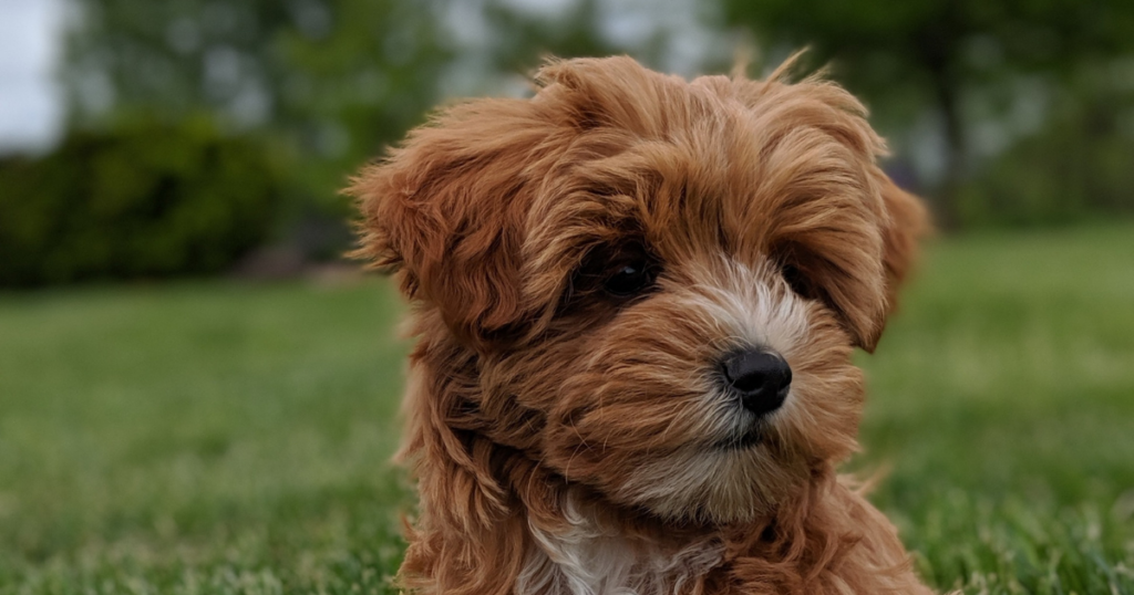 mixed breed dogs