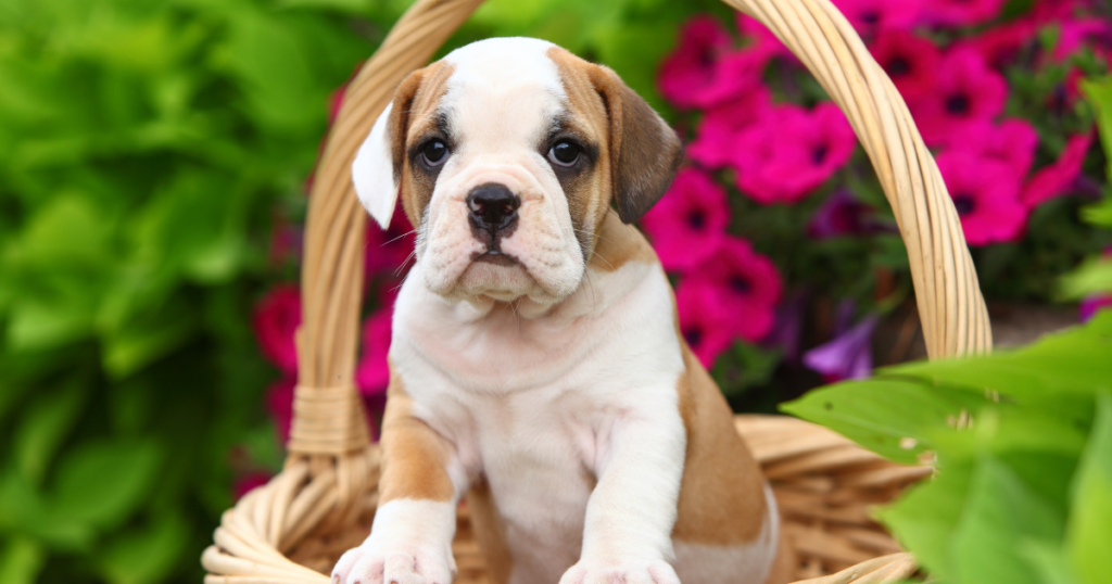 mixed breed dogs