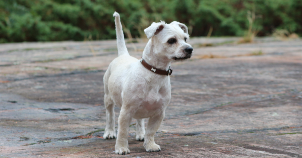 mixed breed dogs