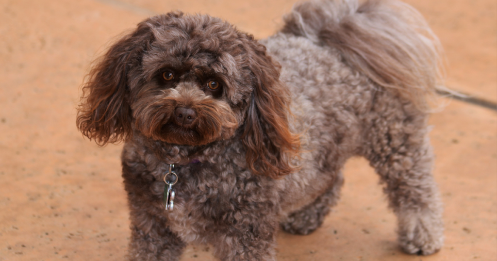 mixed breed dogs