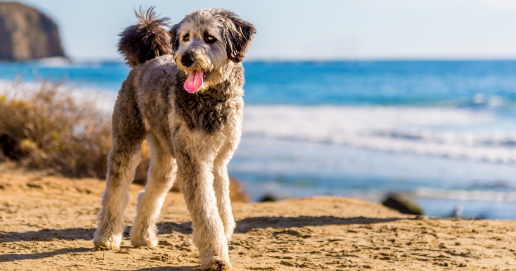 mixed breed dogs