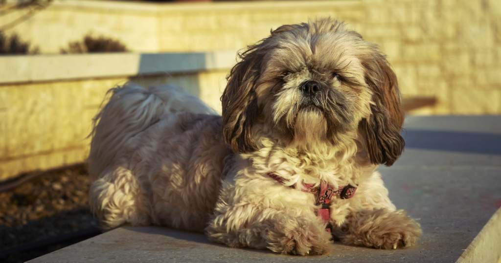 mixed breed dogs