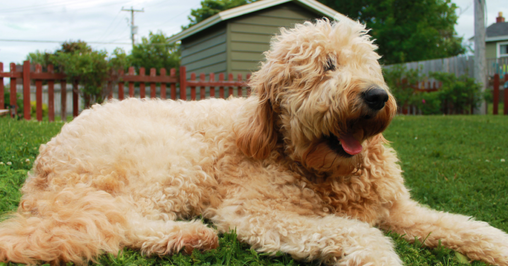 mixed breed dogs